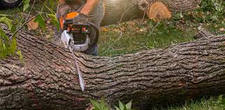 Minooka, IL Tree Services Company